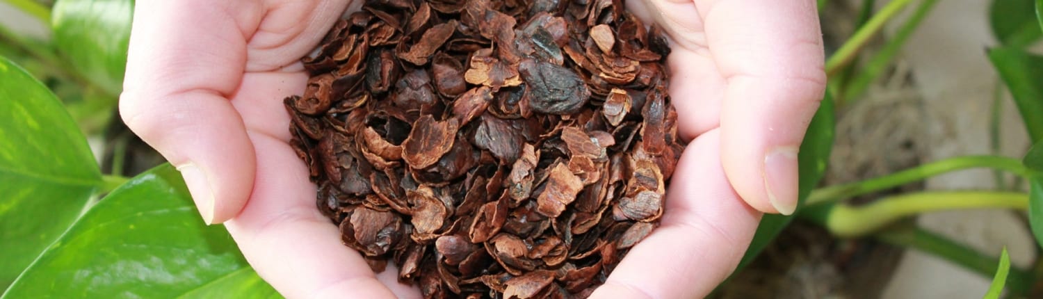 what is cascara